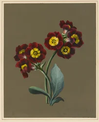 Rote Primula Auricula, 1830